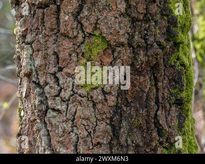 Old tree with moss and lichens on bark. Stock Photo