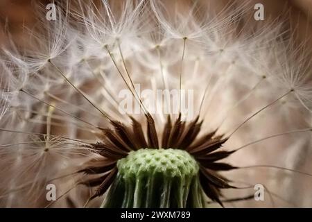 Dandelion seen macro 'Taraxacum officinale', also commonly called dandelion. Valogno, Italy. 01st Apr, 2024. photo by Vincenzo Izzo/Sipa USA) Credit: Sipa USA/Alamy Live News Stock Photo