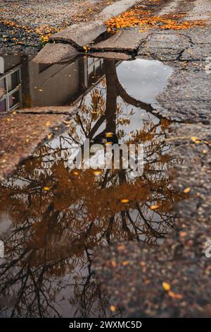 Tree and building reflected in puddle on the ground in fall Stock Photo