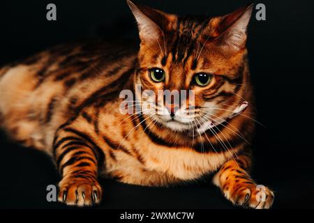 Studio portrait of handsome bengal cat wearing bowtie Stock Photo