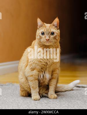 Orange tabby cat sitting and looking at camera with wide eyes Stock Photo