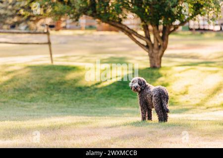 Black poodle standing on the lawn in the sun looking back at camera Stock Photo