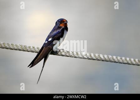 Barn swallow (Hirundo rustica) sitting on a thick rope Stock Photo