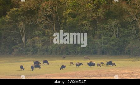 Beautiful landscape photos of Periyar tiger reserve / Thekkady Tourism ...