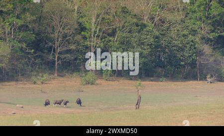 Beautiful landscape photos of Periyar tiger reserve / Thekkady Tourism ...