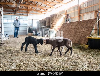 Three lambs playing in a barn. Stock Photo