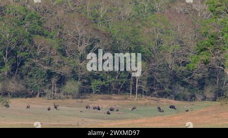 Beautiful landscape photos of Periyar tiger reserve / Thekkady Tourism ...