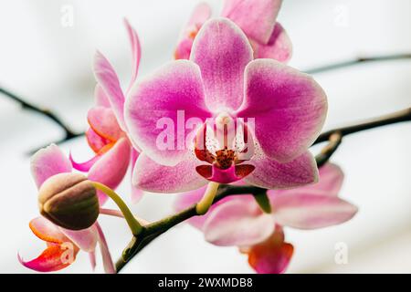 Pink spotted orchid flower on white background Stock Photo