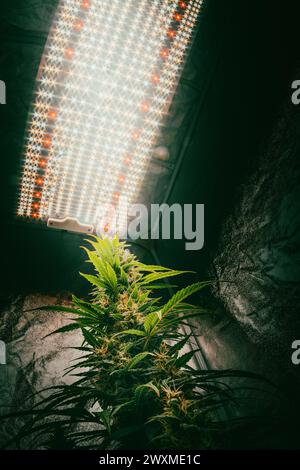 Indoor plant thriving under grow lights in a planter on a stone surface Stock Photo