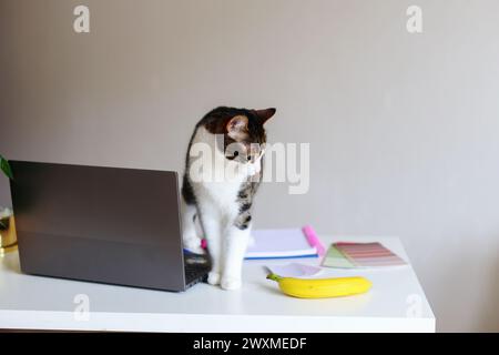 domestic cat on the designer's desk Stock Photo