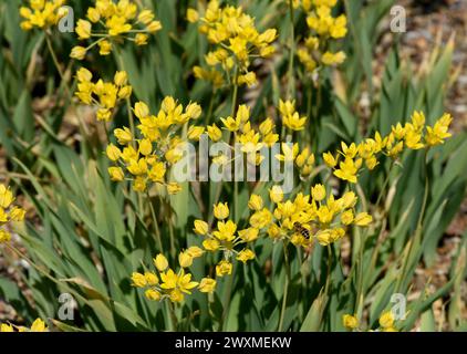 Goldlauch, Zierlauch, Allium moly, ist eine sehr dekorative und imposante Pflanze fuer den Garten mit schoenengelben Blueten. Golden garlic, ornamenta Stock Photo