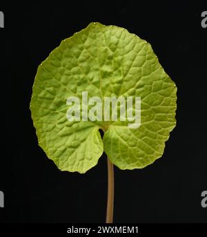 Wasabi, auch Japanischer Meerrettich oder Wassermeerrettich genannt, ist eine Pflanzenart aus der Familie der Kreuzblutengewaechse. Wasabi, also known Stock Photo