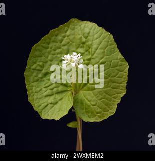 Wasabi, auch Japanischer Meerrettich oder Wassermeerrettich genannt, ist eine Pflanzenart aus der Familie der Kreuzblutengewaechse. Wasabi, also known Stock Photo