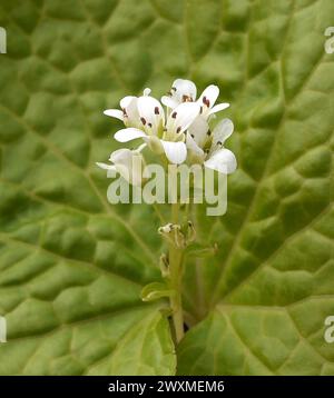 Wasabi, auch Japanischer Meerrettich oder Wassermeerrettich genannt, ist eine Pflanzenart aus der Familie der Kreuzblutengewaechse. Wasabi, also known Stock Photo