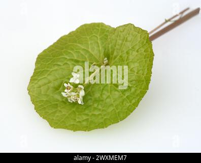 Wasabi, auch Japanischer Meerrettich oder Wassermeerrettich genannt, ist eine Pflanzenart aus der Familie der Kreuzblutengewaechse. Wasabi, also known Stock Photo