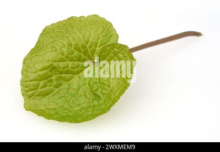 Wasabi, auch Japanischer Meerrettich oder Wassermeerrettich genannt, ist eine Pflanzenart aus der Familie der Kreuzblutengewaechse. Wasabi, also known Stock Photo