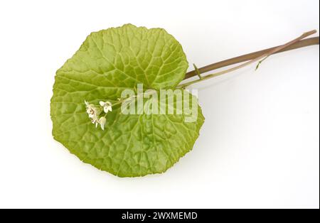 Wasabi, auch Japanischer Meerrettich oder Wassermeerrettich genannt, ist eine Pflanzenart aus der Familie der Kreuzblutengewaechse. Wasabi, also known Stock Photo