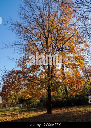 The public park known as Parco Sempione in Milan, Lombardy, Italy, at ...