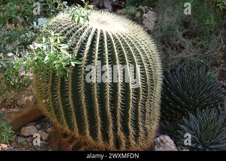 gymnocalycium borthii Gymnocalycium bruchii *Pink Spines* – Kyle's Plants