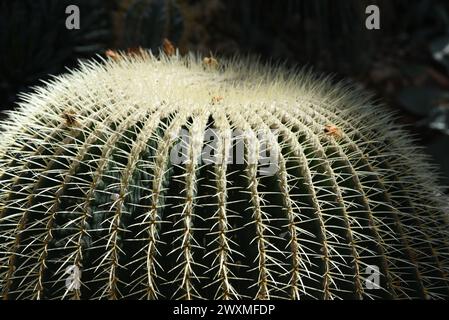 Kaktus Schwiegermutterstuhl Cactacea Cactus in a pot cactacea Flower Pot  Cactaceae Echinocactus Grusonii Cactus Plant Cactus Stock Photo - Alamy