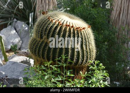 monstera klebt XXL Monstera mit Stab bestellen – Green Me Up main image 0