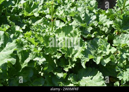 Medizinal-Rhabarber, Rheum palmatum ist eine wichtige Heilpflanze. Medicinal rhubarb, Rheum palmatum, is an important medicinal plant Stock Photo