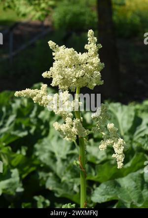 Medizinal-Rhabarber, Rheum palmatum ist eine wichtige Heilpflanze. Medicinal rhubarb, Rheum palmatum, is an important medicinal plant Stock Photo