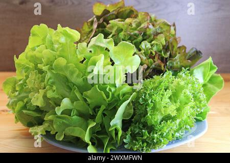 Bunches of Fresh Green Oak, Red Oak and Frillice Iceberg Lettuces Stock Photo
