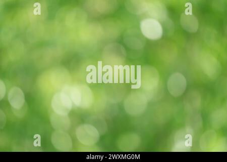 Abstract blurred green foliage bokeh in the sunlight for background and wallpaper Stock Photo