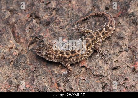 Satara plateau gecko, Hemidectylus satarensis, Satara, Maharashtra, India Stock Photo