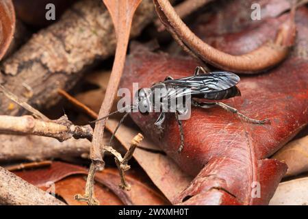 Spider hunting wasp, Dipogon subintermedius, Satara, Maharashtra, India Stock Photo