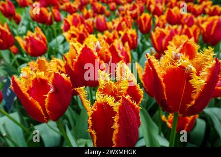 Vibrant orange tulips 'Fabio' blooming in a dense floral field, in the farming fields in the flower bulb region, Netherlands Stock Photo