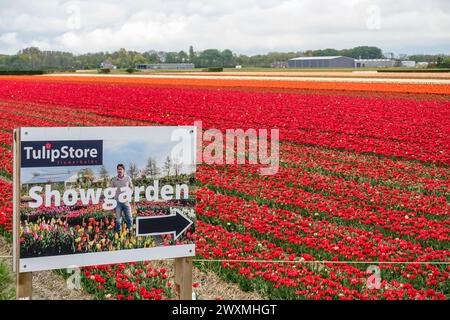 Vibrant red tulips blooming in a dense floral field, behind a Show garden sign, in the farming fields in the flower bulb region, Netherlands Stock Photo