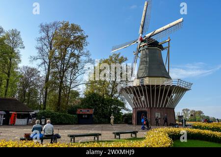 Senior couple enjoying the view of a traditional Dutch windmill among blooming yellow tulip flowers of the Keukenhof garden, under a clear blue sky Stock Photo