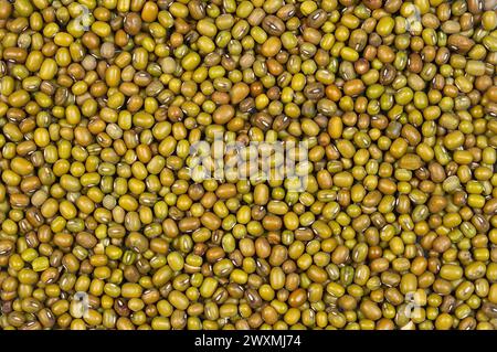 Texture background of mung beans. Food background. Stock Photo