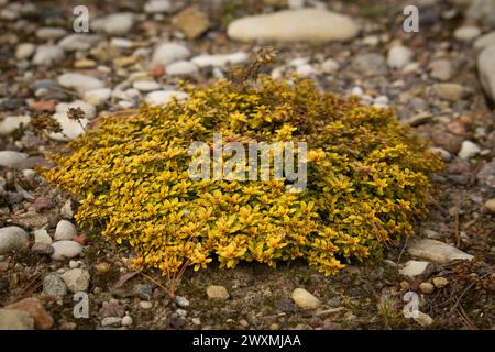 Thymus vulgaris (common thyme garden thyme) in garden Stock Photo