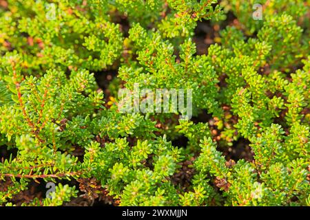 Closeup of empetrum nigrum, crowberry, black crowberry, or, in western Alaska, blackberry, is a flowering plant species in the heather family Ericacea Stock Photo