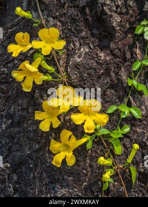 Closeup view of fresh yellow flowers of dolichandra unguis-cati aka cat's claw creeper, funnel creeper or cat's claw trumpet growing on tree trunk Stock Photo