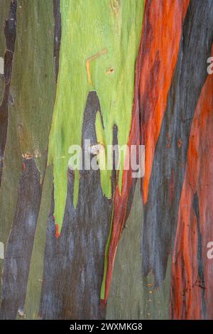 Closeup vertical view of the colorful bark of eucalyptus deglupta aka rainbow eucalyptus, Mindanao gum or rainbow gum - a natural background Stock Photo
