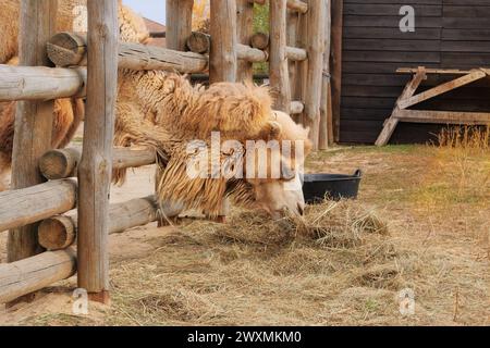 Camel eating hay at zoo. Keeping wild animals in zoological parks. Camels can survive for long periods without food. Stock Photo