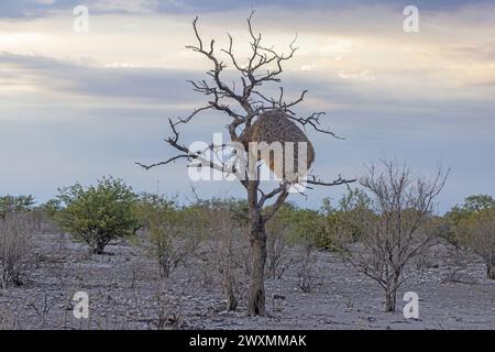 Solitary weaver bird nest hanging from a leafless tree in the sparse and dry landscape of the Kalahari under a cloudy sky Stock Photo