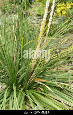 Saint Gallen, Switzerland, November 13, 2023 Dasylirion plant at the botanical garden Stock Photo