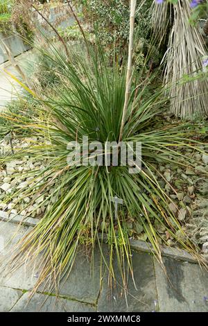 Saint Gallen, Switzerland, November 13, 2023 Dasylirion plant at the botanical garden Stock Photo