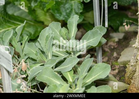 Saint Gallen, Switzerland, November 13, 2023 Moricandia Moricandioides plant at the botanical garden Stock Photo