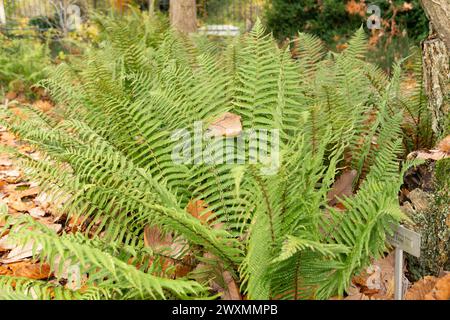 Saint Gallen, Switzerland, November 13, 2023 Dryopteris Affinis or scaly male fern plant at the botanical garden Stock Photo