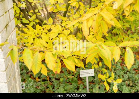 Saint Gallen, Switzerland, November 13, 2023 Acer Carpinifolium or hornbeam maple plant at the botanical garden Stock Photo