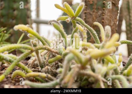 Saint Gallen, Switzerland, November 13, 2023 Rhipsalis Coralloides plant at the botanical garden Stock Photo