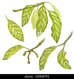 Set olive green foliage, avocado branches. Leaf of plantation matcha tea, tobacco, cocoa, citrus. Botanical clipart. Hand drawn watercolor illustratio Stock Photo