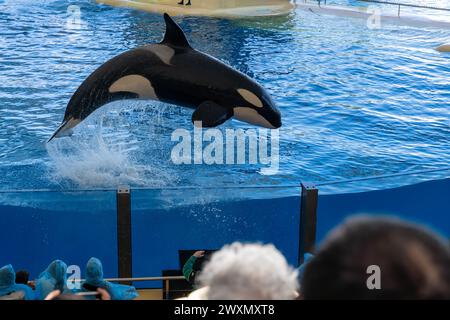 Killer whale, orca in the jump splashing water. Orca in a swimming pool Stock Photo