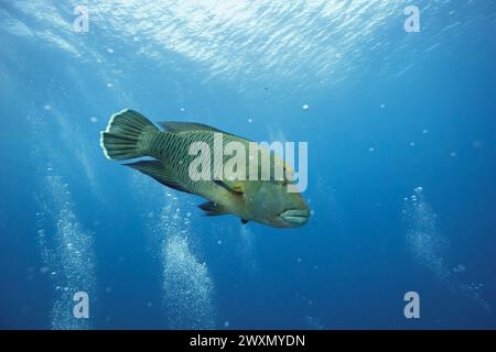 A humphead wrasse underwater swimming in blue waters Stock Photo